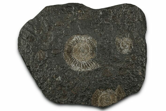 Fossil Ammonite (Dactylioceras) Cluster - Posidonia Shale, Germany #353548
